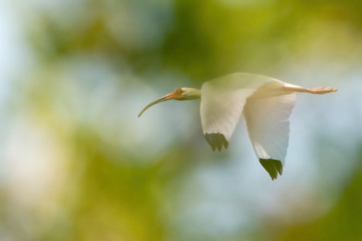 Ibis Eudocimus albus White Ibis